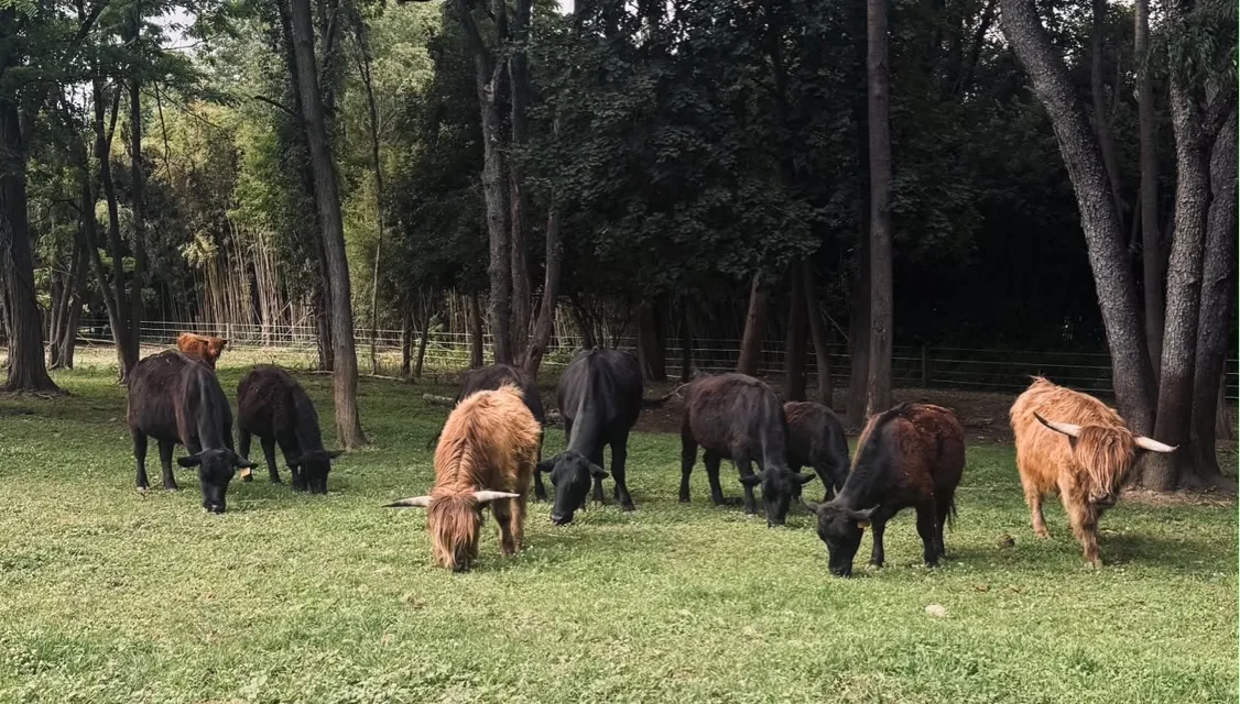 Highland and black cattle grazing together on green pasture under the trees