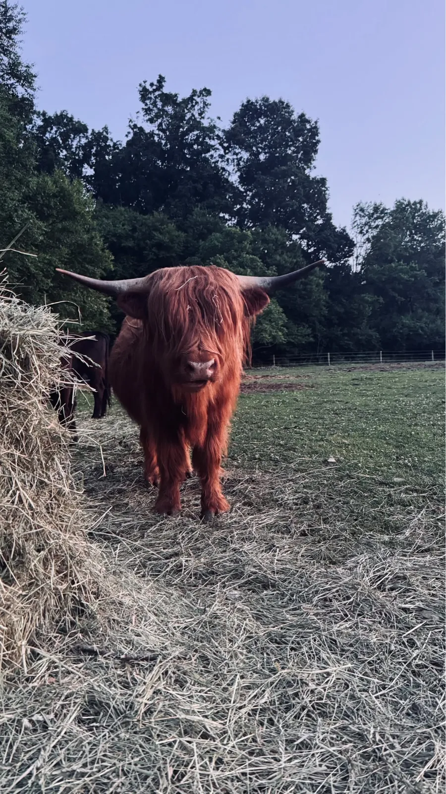 A red Highland cow with long horns standing by a hay pile on the farm at dusk